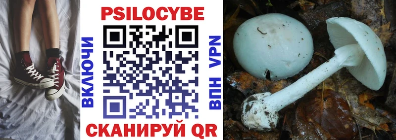 цена   Сунжа  кракен вход  Псилоцибиновые грибы Psilocybe 